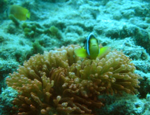Anemone Fish