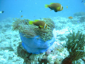 Anemone in blauem 'Beutel'