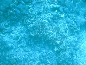 Durch Dynamit-Fischen zerst�rte Korallen