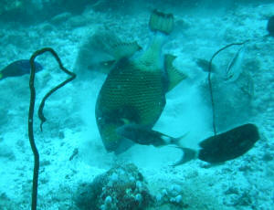 Dr�ckerfisch knabbert an den Korallen