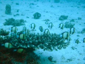 Fische an einer Koralle