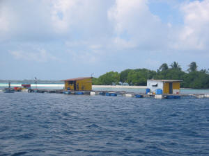 Fischzucht kurz vom dem Tauchplatz 'Route 66'