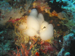 Gelege oder Nest oder ...?