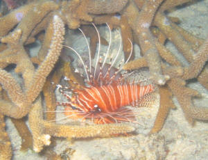 Lionfish - Rot-Feuer-Fisch