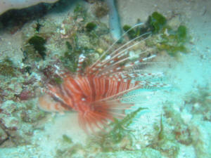 Lionfish - Rotfeuerfisch