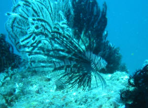 Gut getarnter Lionfish - Rotfeuerfisch