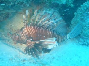 Lionfish - Rotfeuerfisch