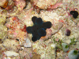 Schwarze Nacktschnecke