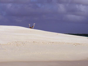 V�gel auf Okuza Island