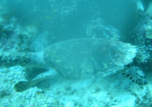 Schildkr�te - fotografiert bei besclagenem Kamerageh�use