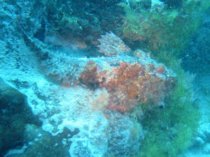Scorpionfish - Drachenkopf