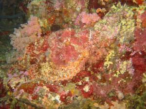 Gut getarnter Scorpionfish - Drachenkopf