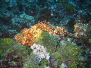 Scorpionfish - Drachenkopf