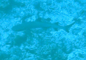 Ein Hai zieht seine Bahnen am Grund