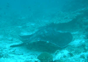 Gen�gsamer Rochen zieht seine Kreise bevor er verschwindet