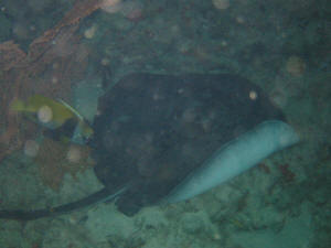 Stingray - Stachelrochen