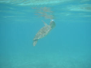 Wasserschildkrte schnappt nach Luft