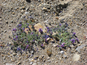 Blumenpracht auf 2700m